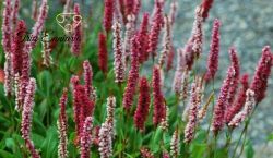 Water Pepper (Persicaria hydropiper) Flower And Leaves, 50 g