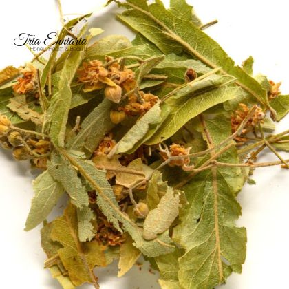 Linde (Tilia Cordata Mill.) Farbe, 25 g