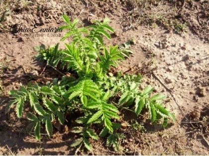 Agrimony herb, 70 gr