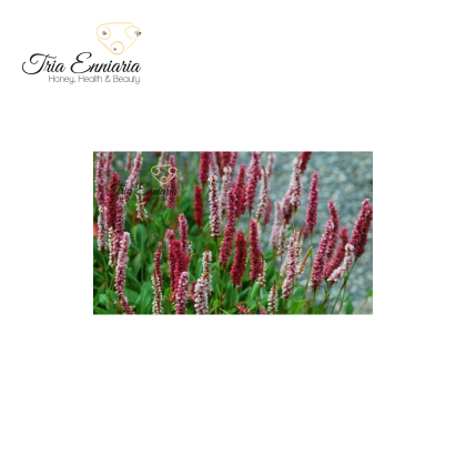 Водно Пипериче (Persicaria hydropiper), Цвят И Листа, 50 гр