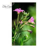 Smallflower Hairy Willowherb Stalk, 50 g, Tria Enniaria