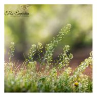 Овчарска Торбичка Стрък, 50 г, Tria Enniaria 