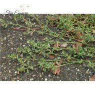 Пача Трева Стрък, 50 г, Tria Enniaria