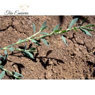 Пача Трева Стрък, 50 г, Tria Enniaria