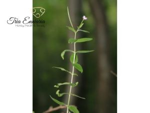 Smallflower hairy willow herb