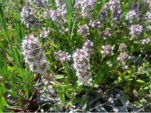 Wild thyme herb