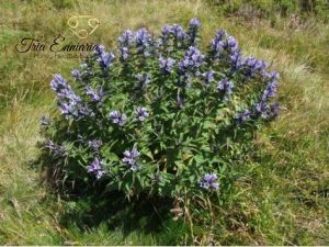 Gentian Blue (Gentiana cruciata) Stalk, 50 g