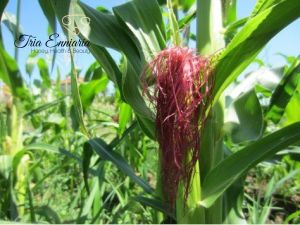 Corn Silk, 50 g, Tria Enniaria
