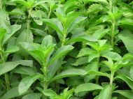 Stevia, feuilles sèches et coupées